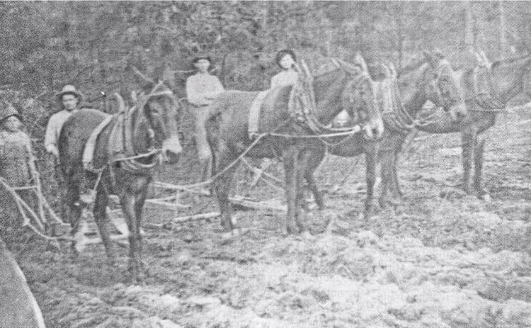 GLIMPSES FROM THE PAST - This glimpse from the past takes us back to about 1910. and shows Dewey Holderfield. Garland Holderfield, Matt Holderfield and Vess Kimbrell getting a field ready for planting in Cleveland County. For questions or comments, contact Stan Sadler at sadler.stan@yahoo.com mailto:sadler.stan@yahoo.com